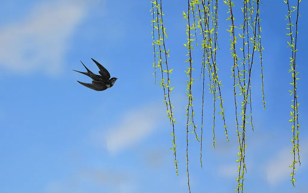 3月21日春分丨春意浓，莫负好时光